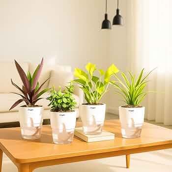 Kyari Vastu Plants Combo of 4 for Home Decor with White Self Watering Pot - Jade Plant, Spider Plant, Oyster Plant, Golden Money - Small 4 Inch