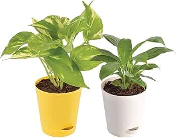 Ugaoo Indoor Air Purifier Plants For Home With Pot - Money Plant Variegated & Peace Lily