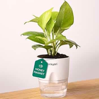 KYARI Golden Money Indoor Plants for Living Room | Live Plants with White Self Watering Pot for Home | Air Purifier Plants for Home Decor | Plants for Garden & bedroom