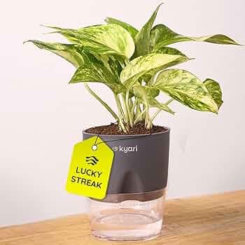 KYARI Golden Money Variegated Indoor Plants for Living Room | Live Plants | Plants with Grey Self Watering Pot for Home | Air purifier plants | Plants for Home Decor | Plants for Garden & bedroom