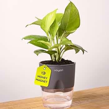 Kyari Golden Money Plant Indoor with Grey Self Watering Pot - Small 4 Inch