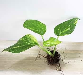 Rolling Nature Live Money Plant in Net Pot | Air Purifier & Good Luck | Indoor Plant for Living Room | Home & Office Decor