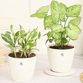 Nurturing Green® Combo of 2 Air Purifying Indoor Live White Syngonium Plant and Money Plant (Njoy) in 3.7 Inch Wide Ivory Plastic Pots For Home| Indoor Plants for Living Room | Live Plants With Pots