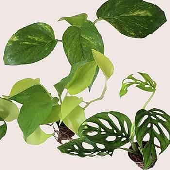 Rolling Nature Combo Set of 3 Plant It Yourself (PIY) Live Plants Money Plant, Golden Pothos & Philodendron Broken Heart in Net Pots | Air Purifier & Good Luck (Set of 3)