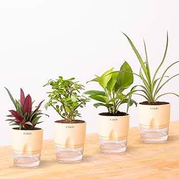 KYARI Jade Plant, Spider Plant, Rhoeo Plant, Golden Money Combo of 4 Indoor Plants for Living Room | Live Plants | Plants with Cream Self Watering Pot for Home | Air purifier plants for Home Decor