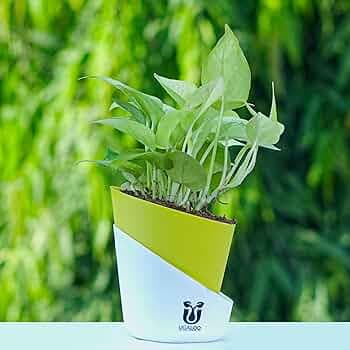 UGALOO Golden Money Plant Indoor With Self Watering Pot for Living Room | Live Plants | Air purifier plants | Plants for Home Decor (Golden Money Plant)