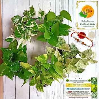 Rolling Nature Rakhi Combo of 5 Live Money Plants | Plant It Yourself (PIY) | Variegated, Njoy, Golden Pothos, Marble and King Golden | Good Luck & Air Purifier