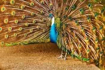 Nature Laptop Design-149